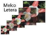 Melco Letera Lettering  Embroidery Software 16171 now with FREE Extra Melco Alphabets Package