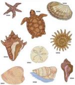 Amazing Designs 1253 Sea Life II Embroidery Disk