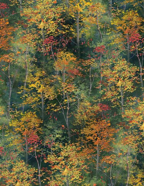 Wilmington Prints Forest Light 3034 10156 758 Trees Green/Yellow