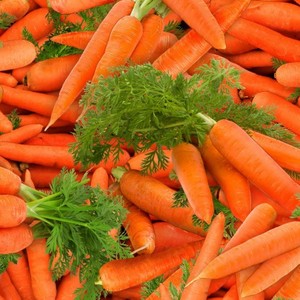 EE Schenck Food Festival ELS632-ORA	Carrots Orange