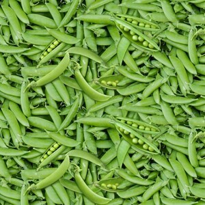 EE Schenck Food Festival ELS654-GRE	Peas