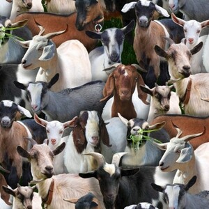 EE Schenck Farm Animals ELS434-BLA	 Goats