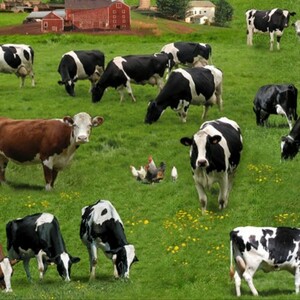 EE Schenck Farm Animals ELS337-GRE Cows