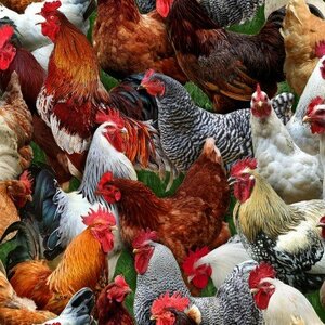 EE Schenck Farm Animals ELS601-MUL CHICKENS