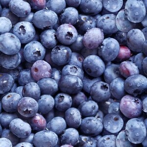 EE Schenck Berry Good ELS509-BLU BLUEBERRIES