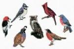 Balboa Threadworks 77U Bird Collection 1 5x7 Embroidery Disks