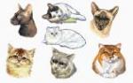 Balboa Threadworks 65Z Cat Collection 1 4x4 Embroidery Disks