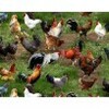 EE Schenck Farm Animals ELS354-GRE CHICKENS